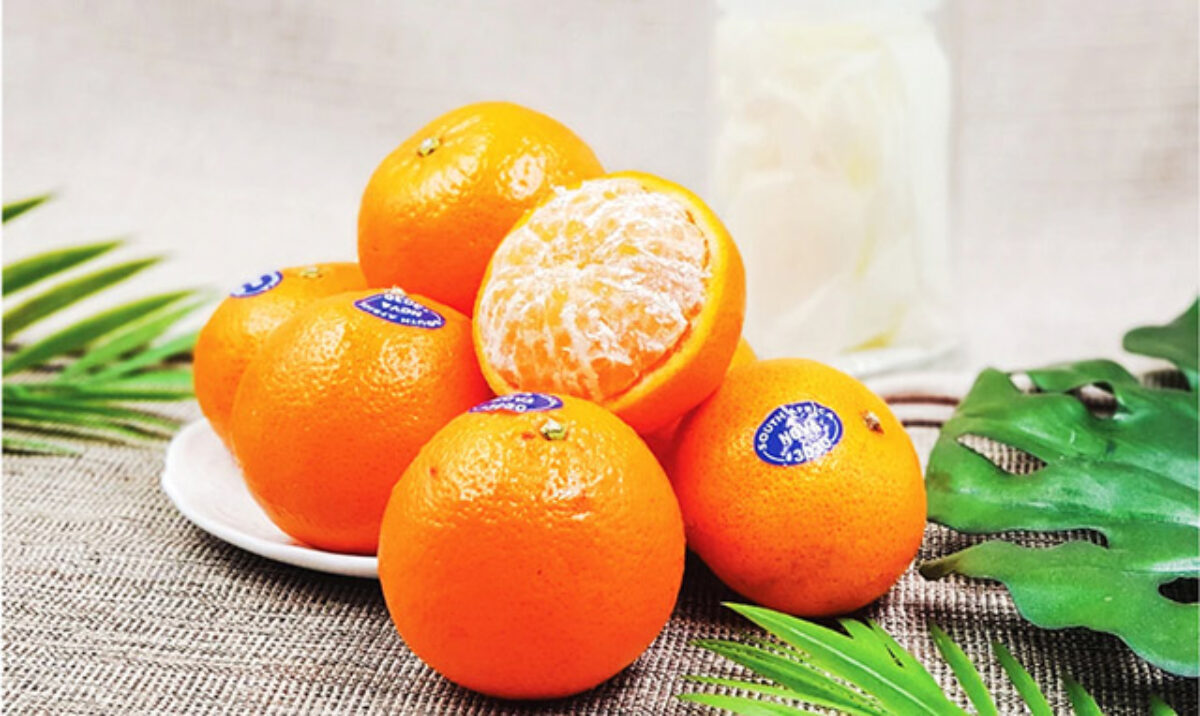 mẫu tem dán trái cây