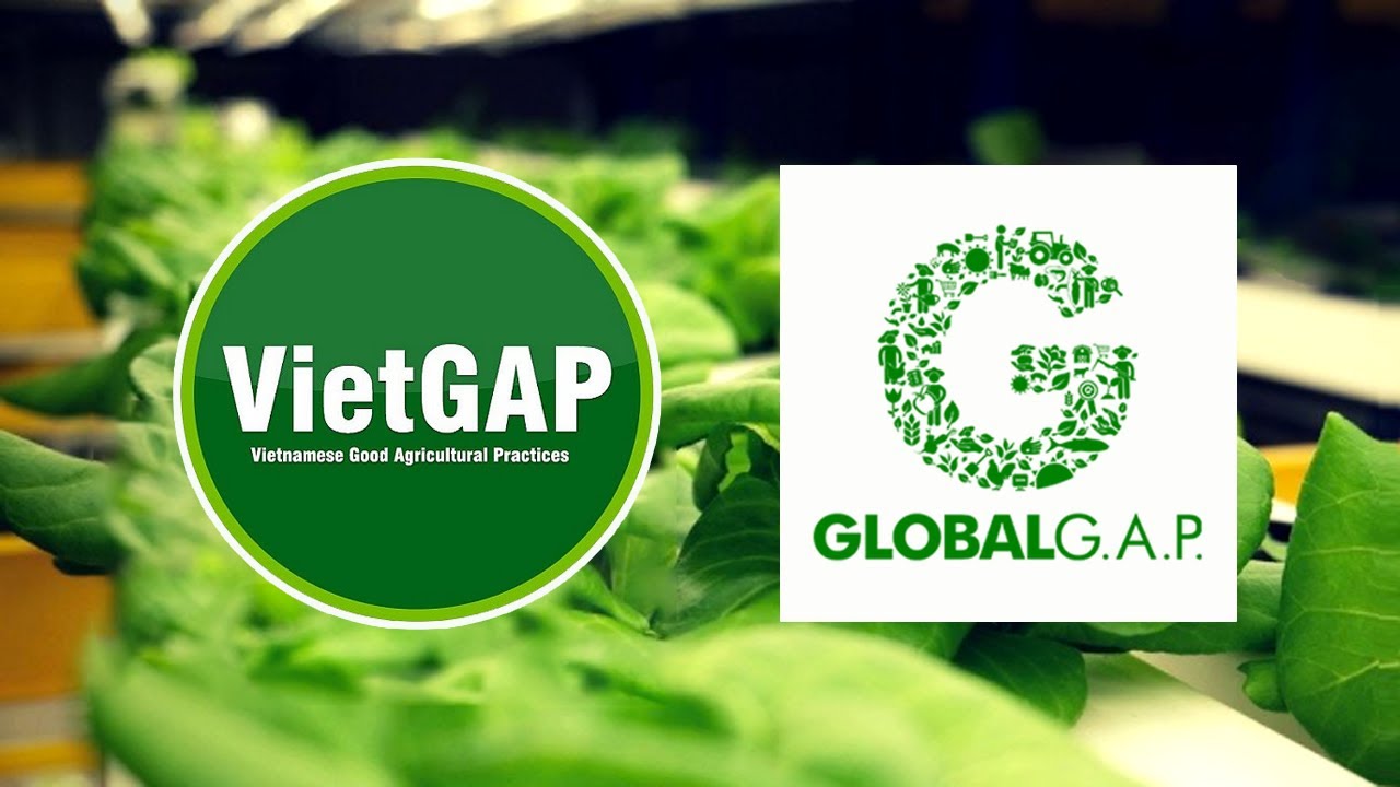 Trọn bộ mẫu tem nhãn nông sản đạt chuẩn VietGAP GlobalGAP